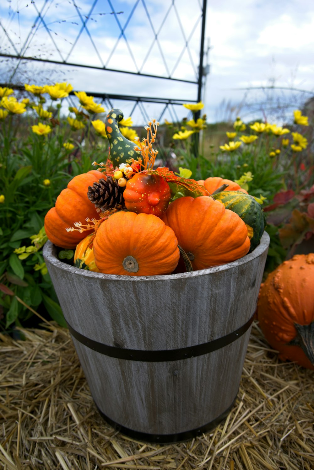 a bucket of pumpkins