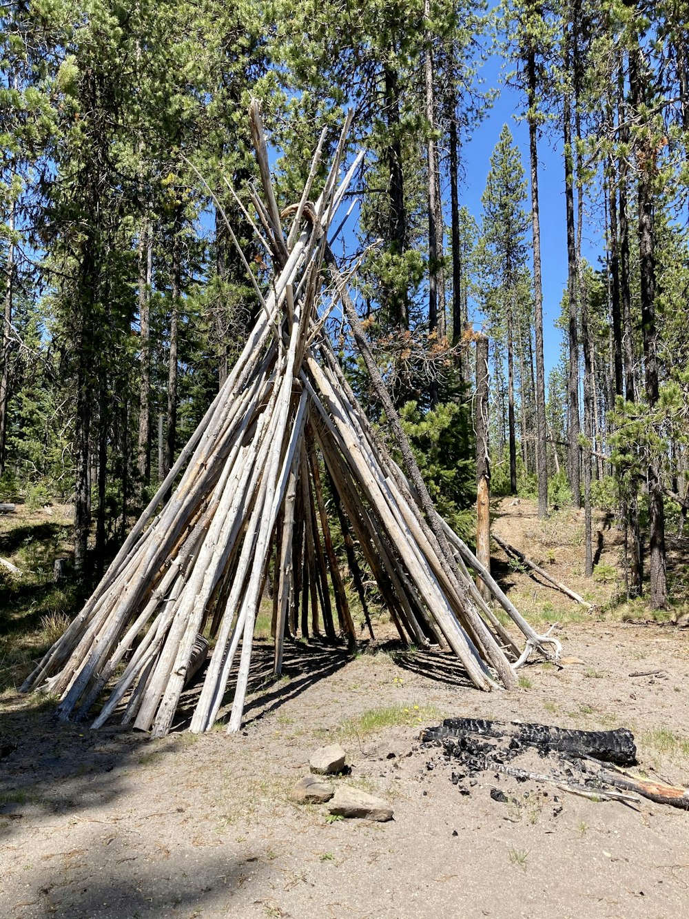 a tree that has been cut