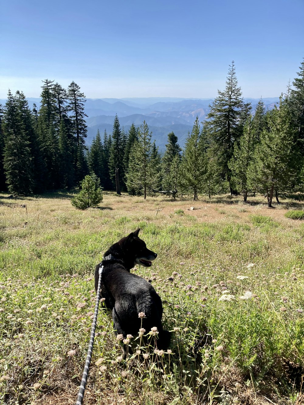 a dog on a leash in a grassy field with trees and mountains in the background
