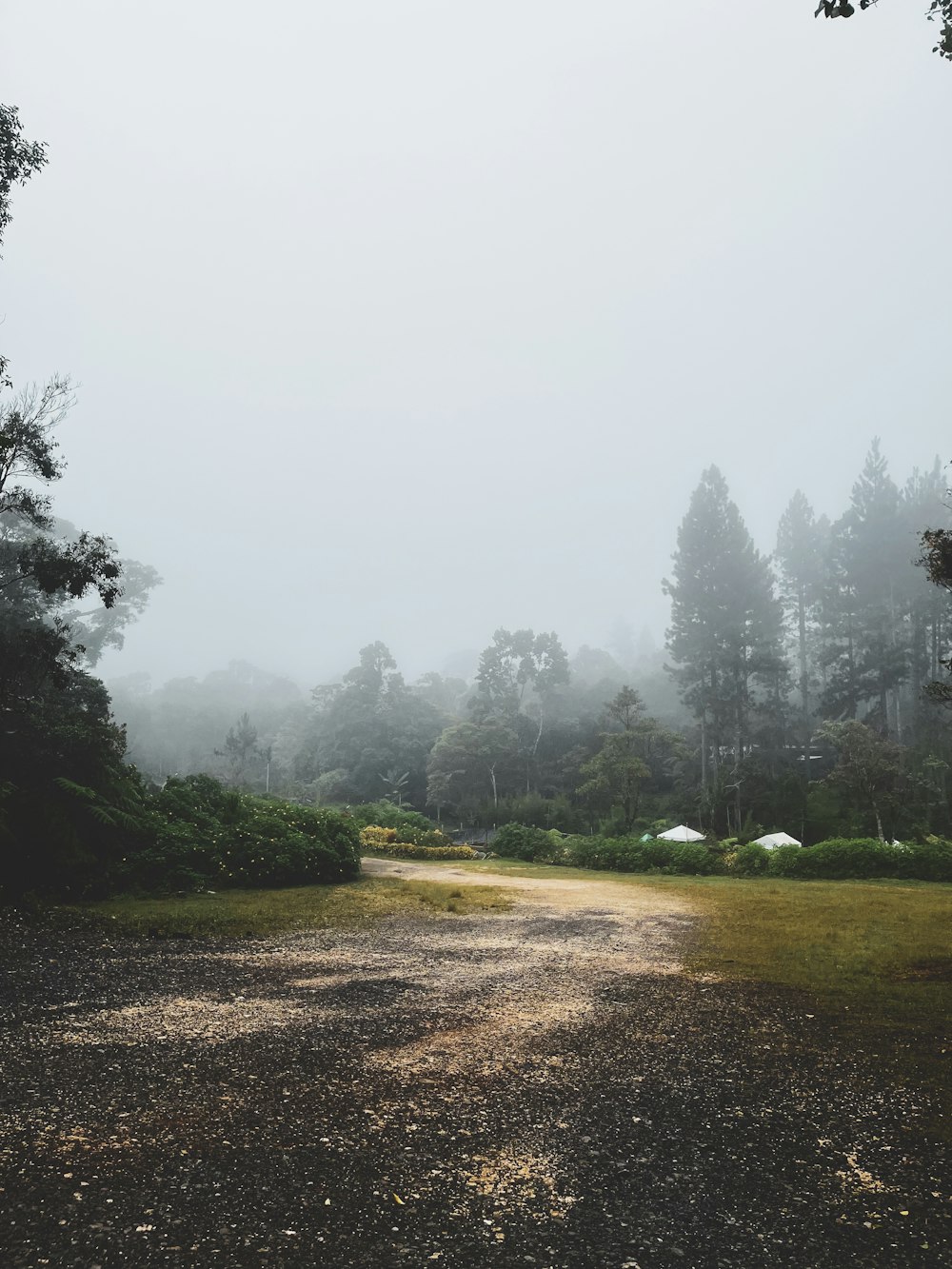 a dirt road with trees on either side of it