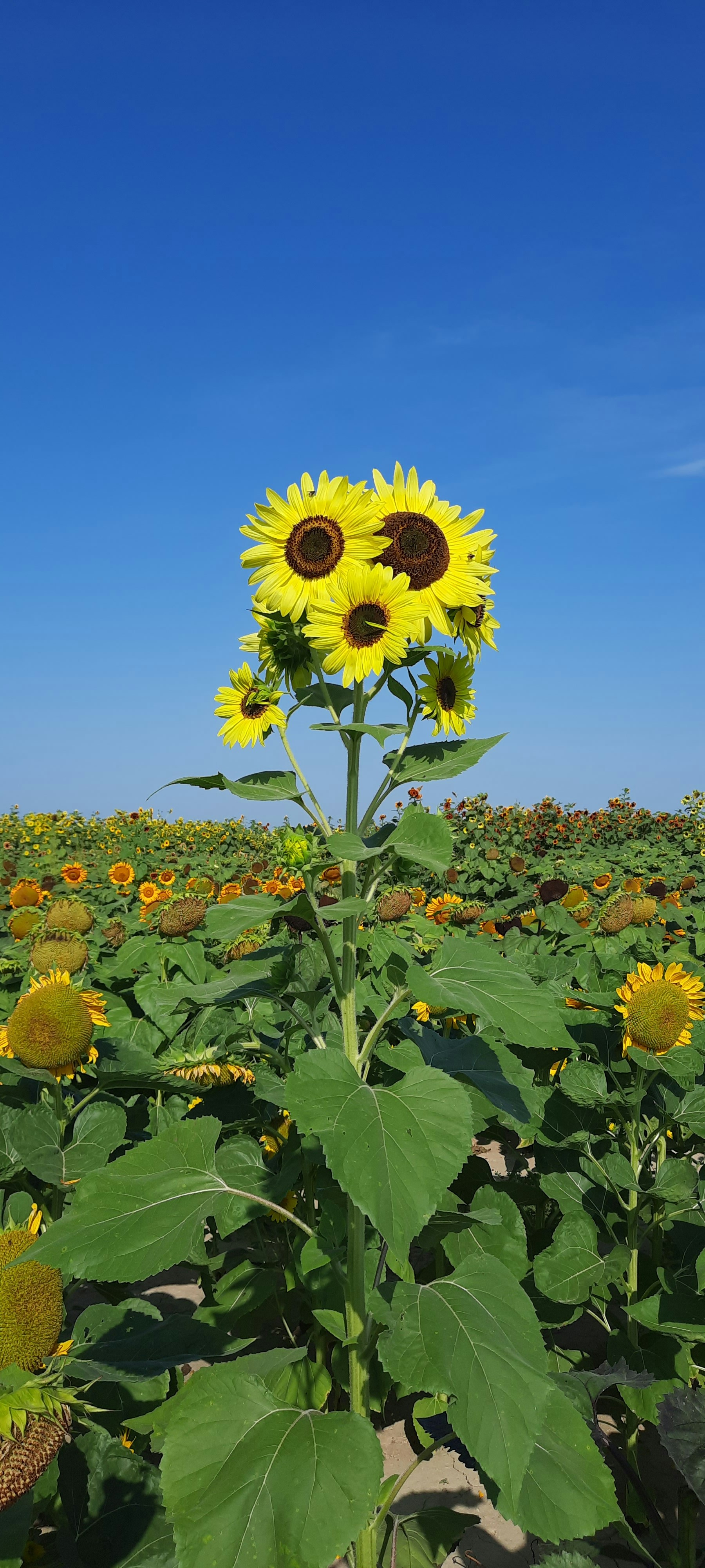 A grouping of little sunflowers standing tall above the crowd. 🌻