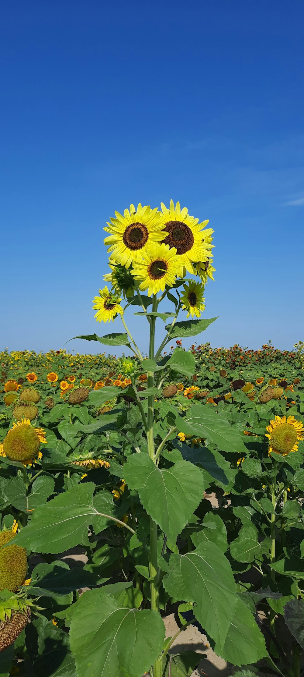 un champ de tournesols