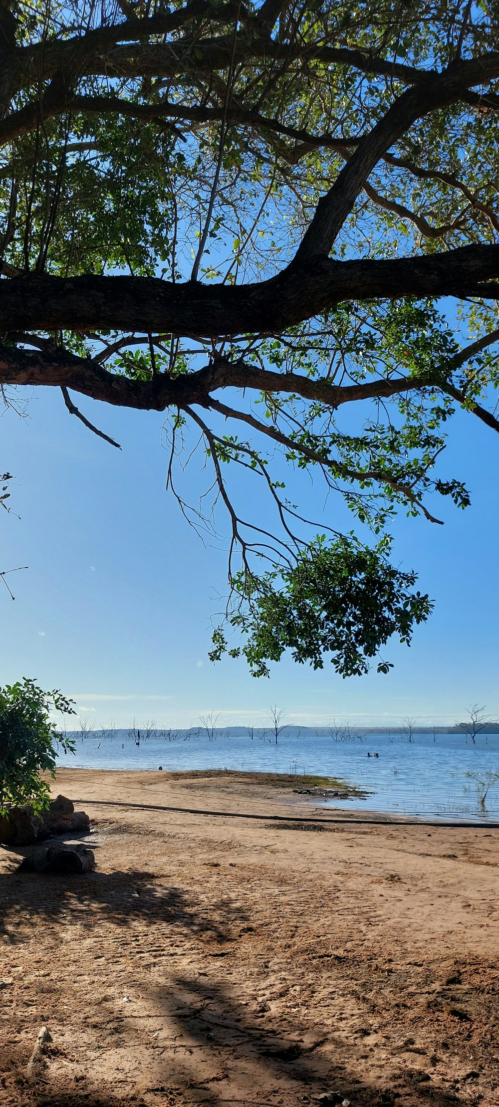 a tree next to a body of water