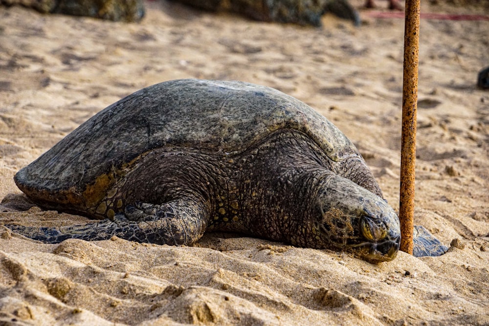 a large reptile lying on the ground