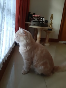 A fluffy, light-colored cat sits attentively on a tiled floor, gazing out through a lace-covered window. The room is warmly lit with soft colors and contains furniture like a round table with ornaments and decorations.