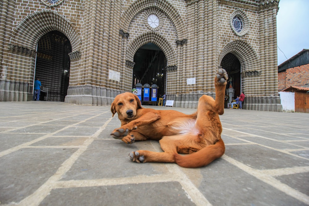a couple of dogs lying on the ground in front of a building