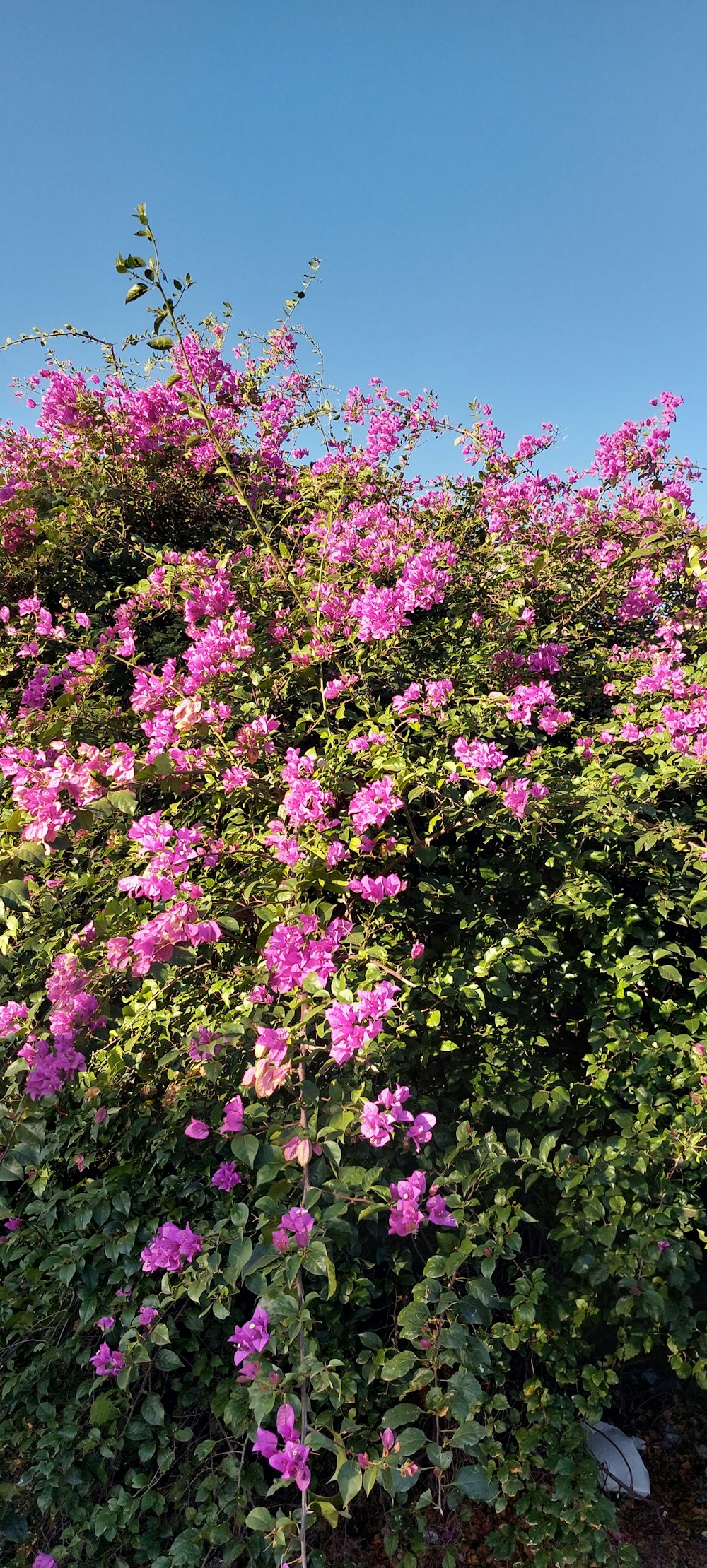 a bush with purple flowers