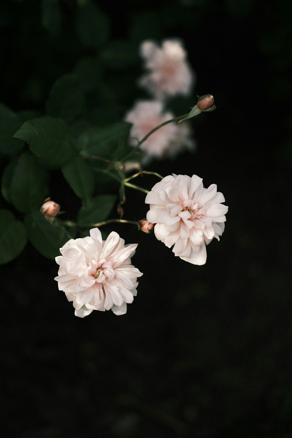 a close up of flowers