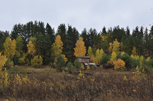 A small wooden cabin is nestled among a dense forest of tall trees. The trees are displaying autumn colors, with vibrant yellows and greens dominating the scene. The foreground features wild grasses and shrubbery, adding a sense of untouched nature. The sky is overcast, creating a subdued and tranquil atmosphere.