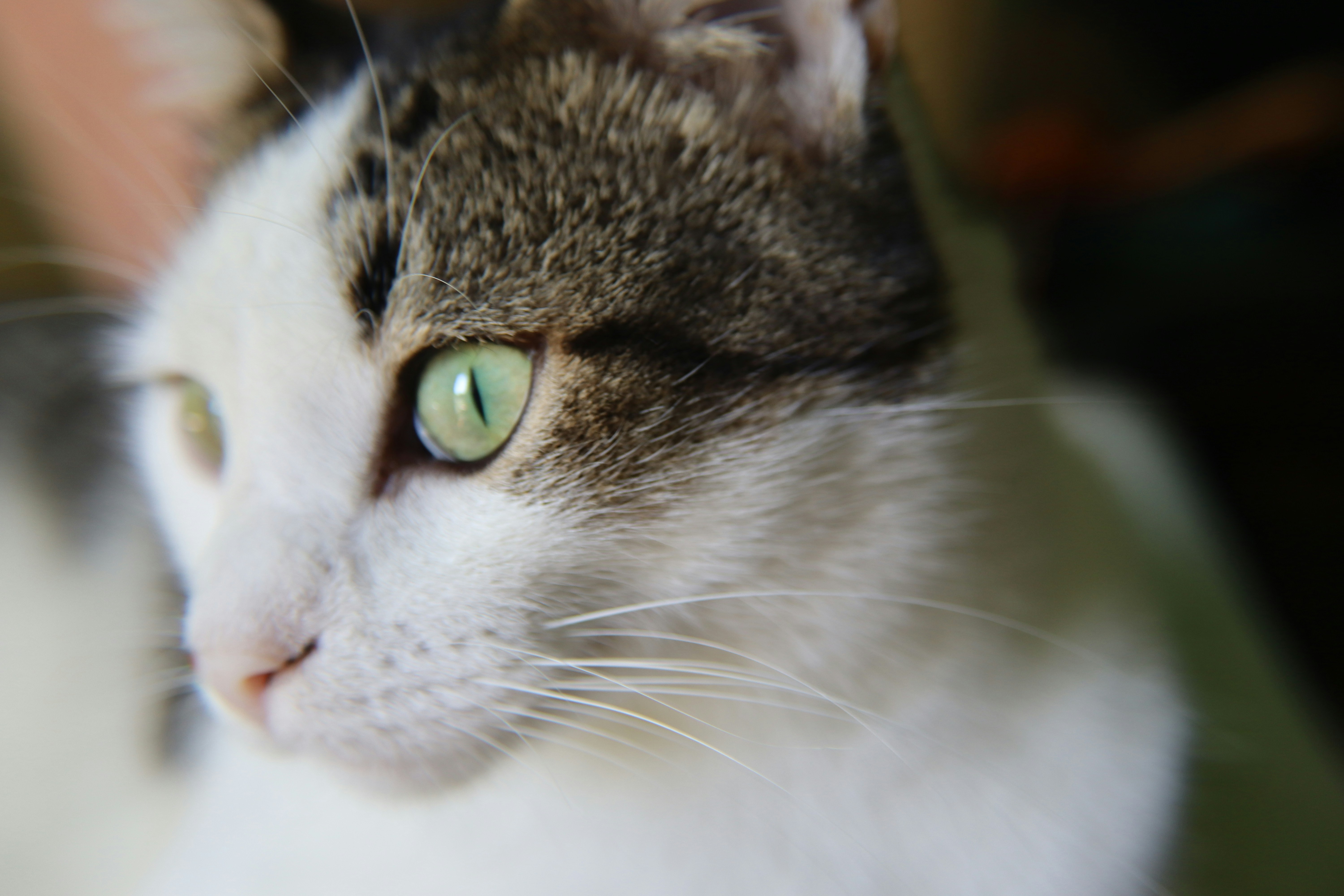 Photo by krazekatlady