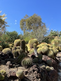 a group of cactus in a garden