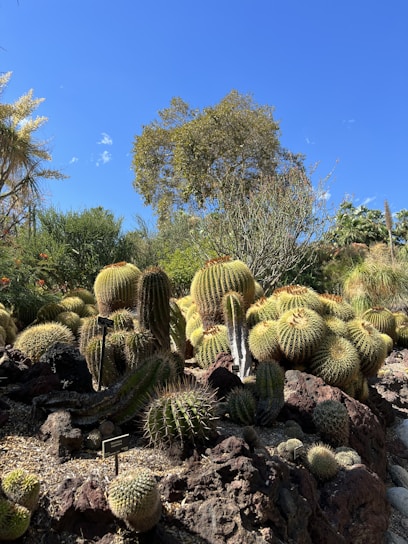 a group of cactus in a garden