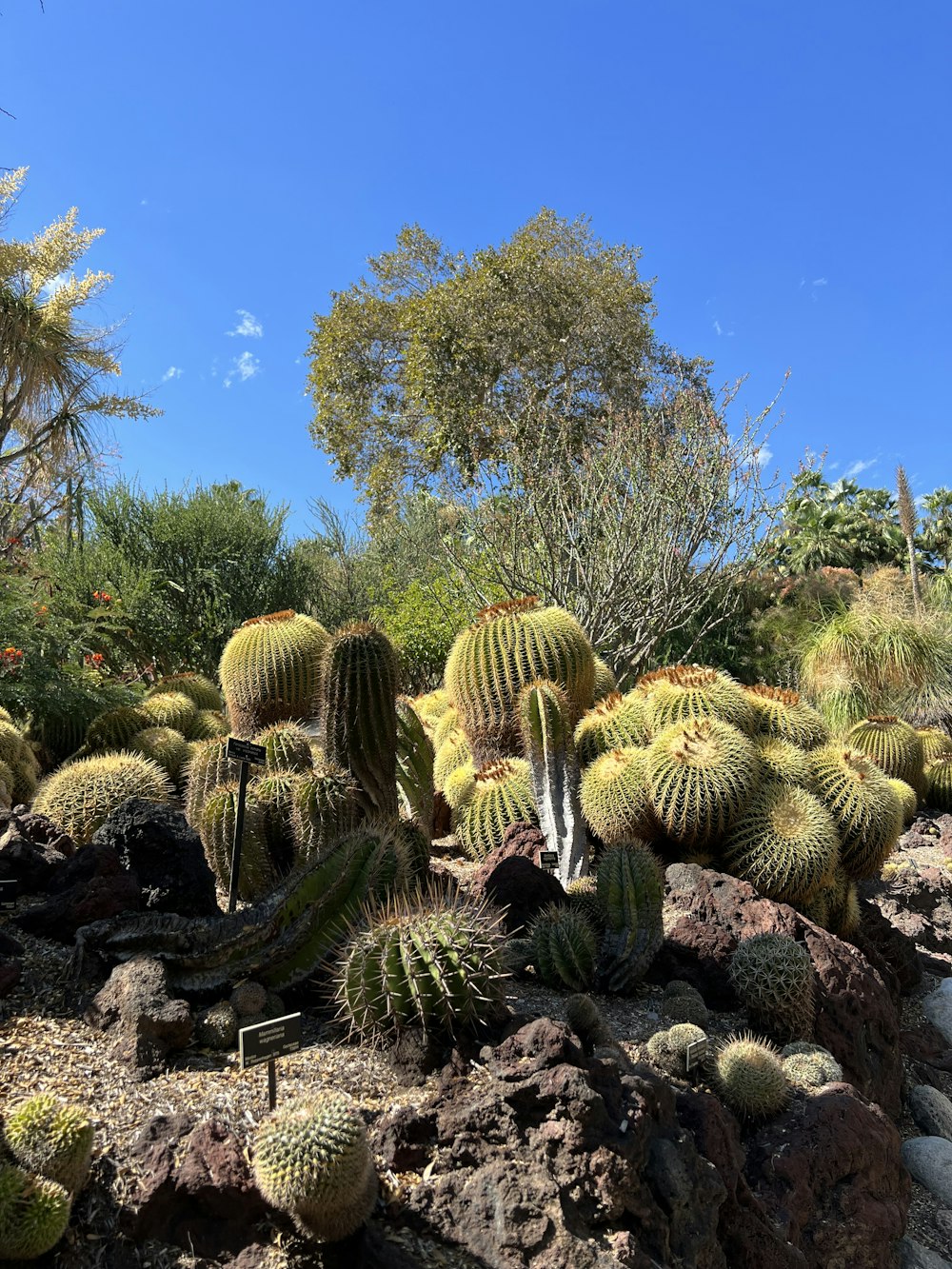 a group of cactus in a garden