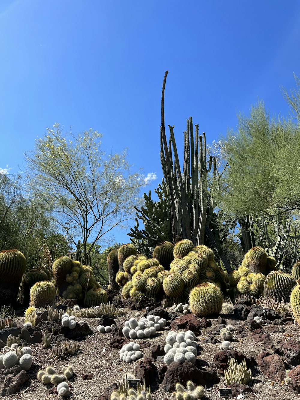 a cactus in a desert