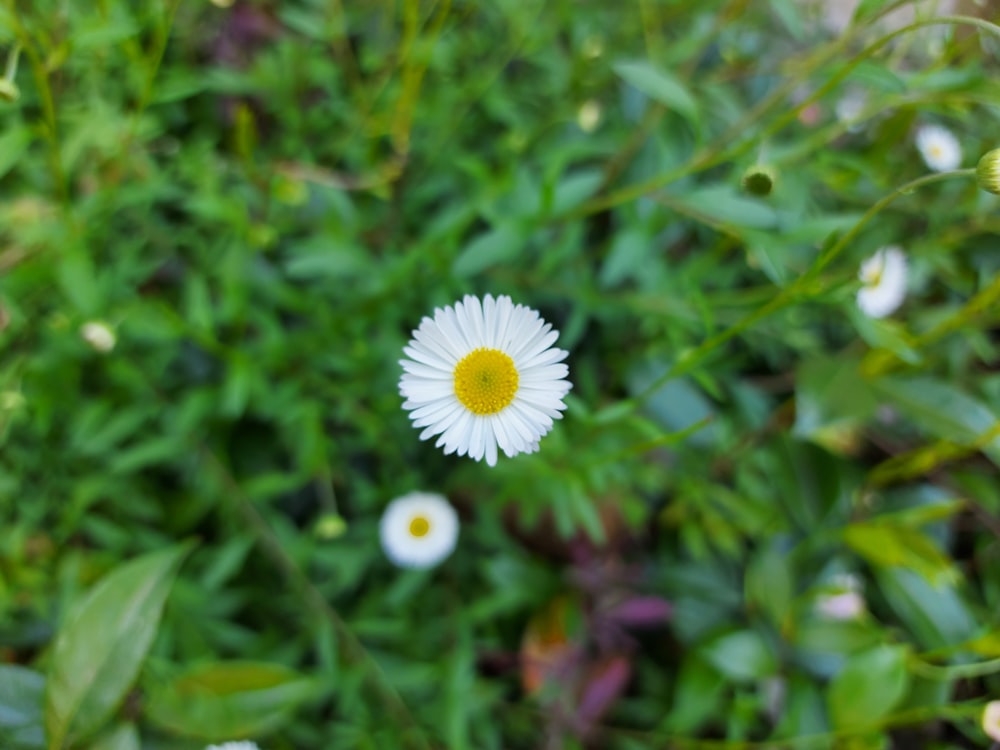 a white flower in a field of grass