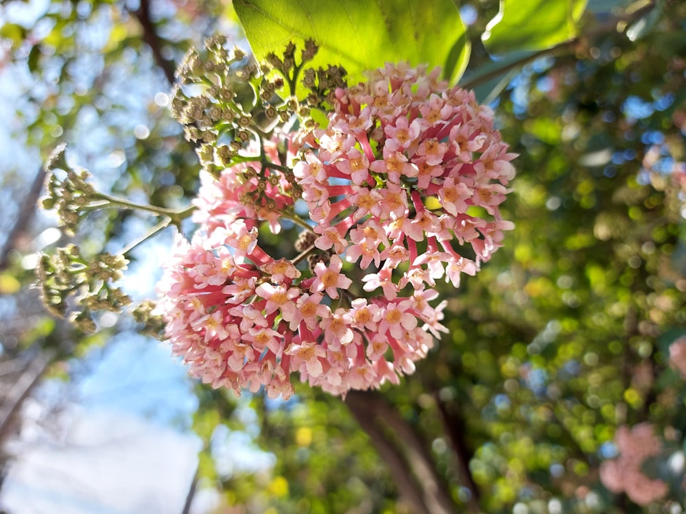 a close up of a flower