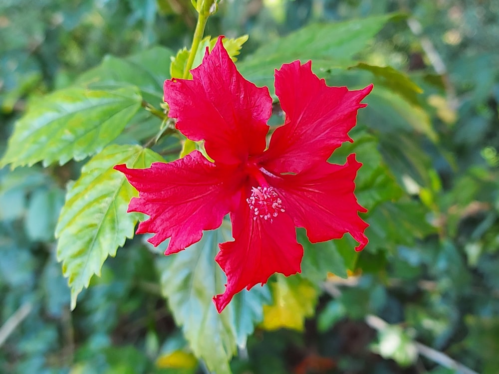 a red flower with green leaves