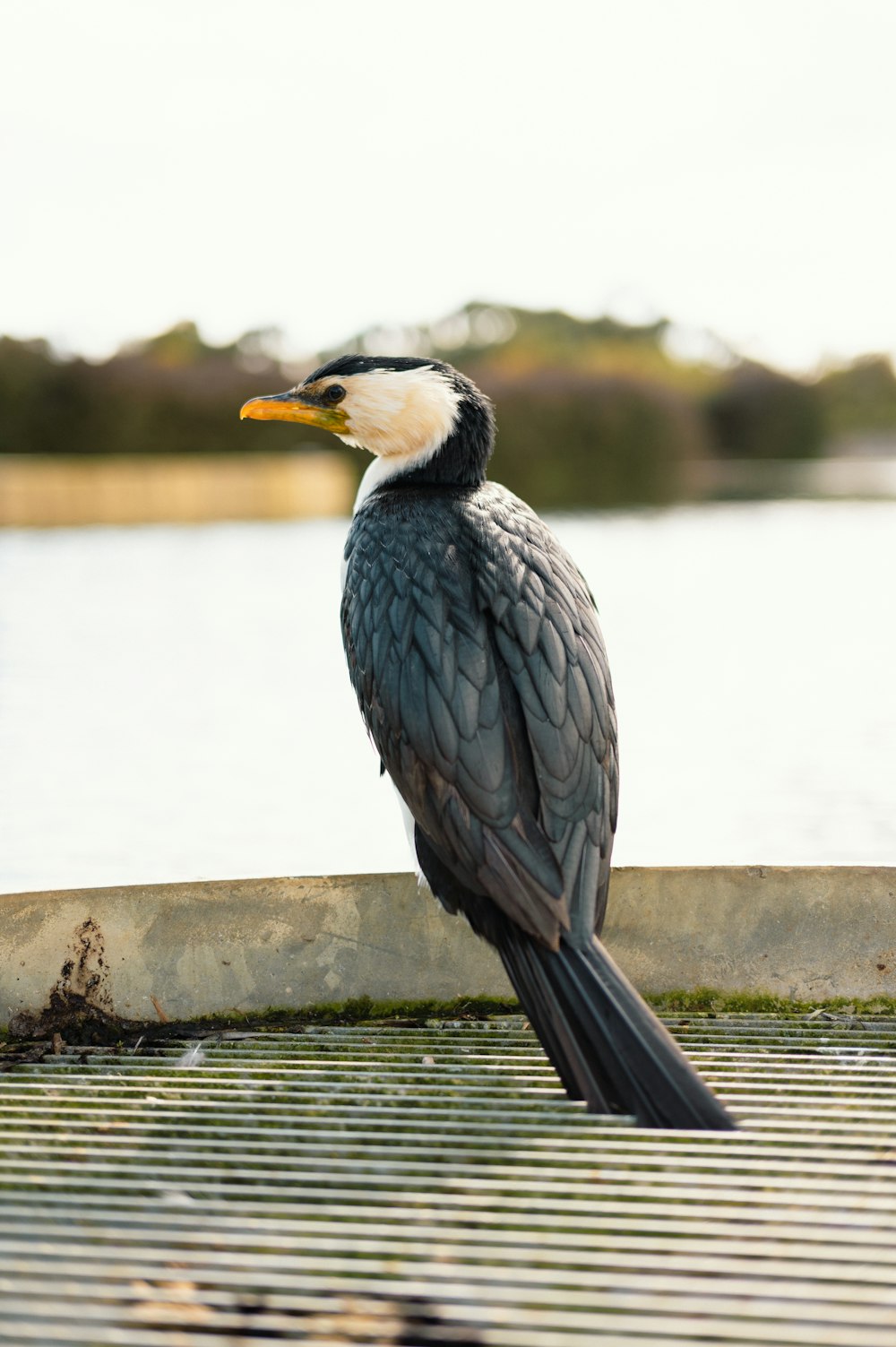 Un pájaro sentado en una cerca