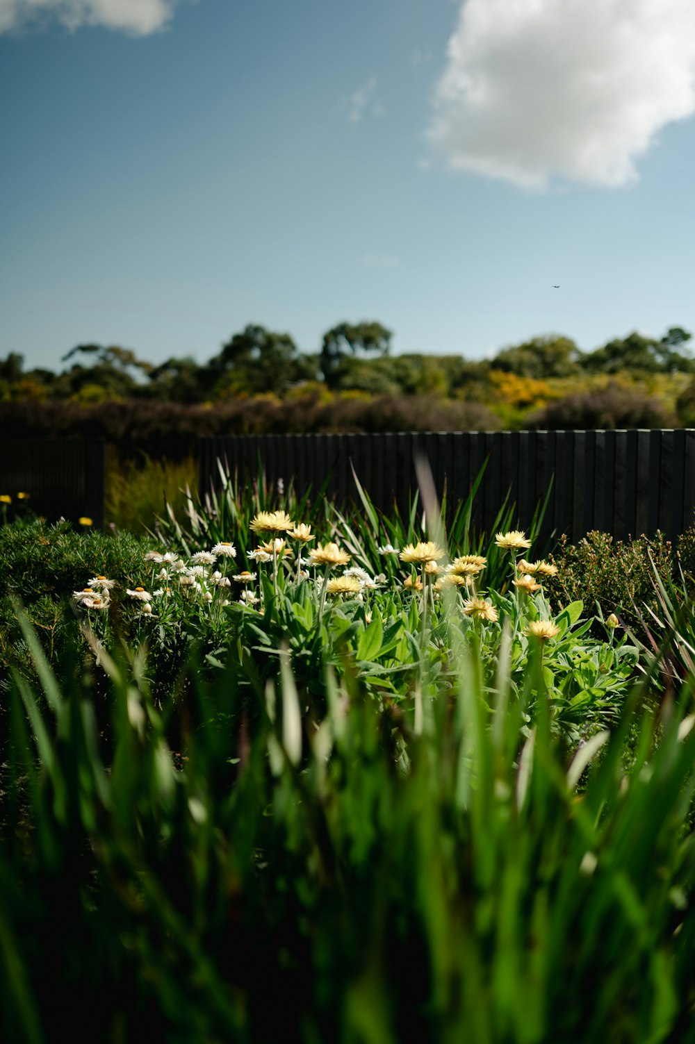 a field of flowers