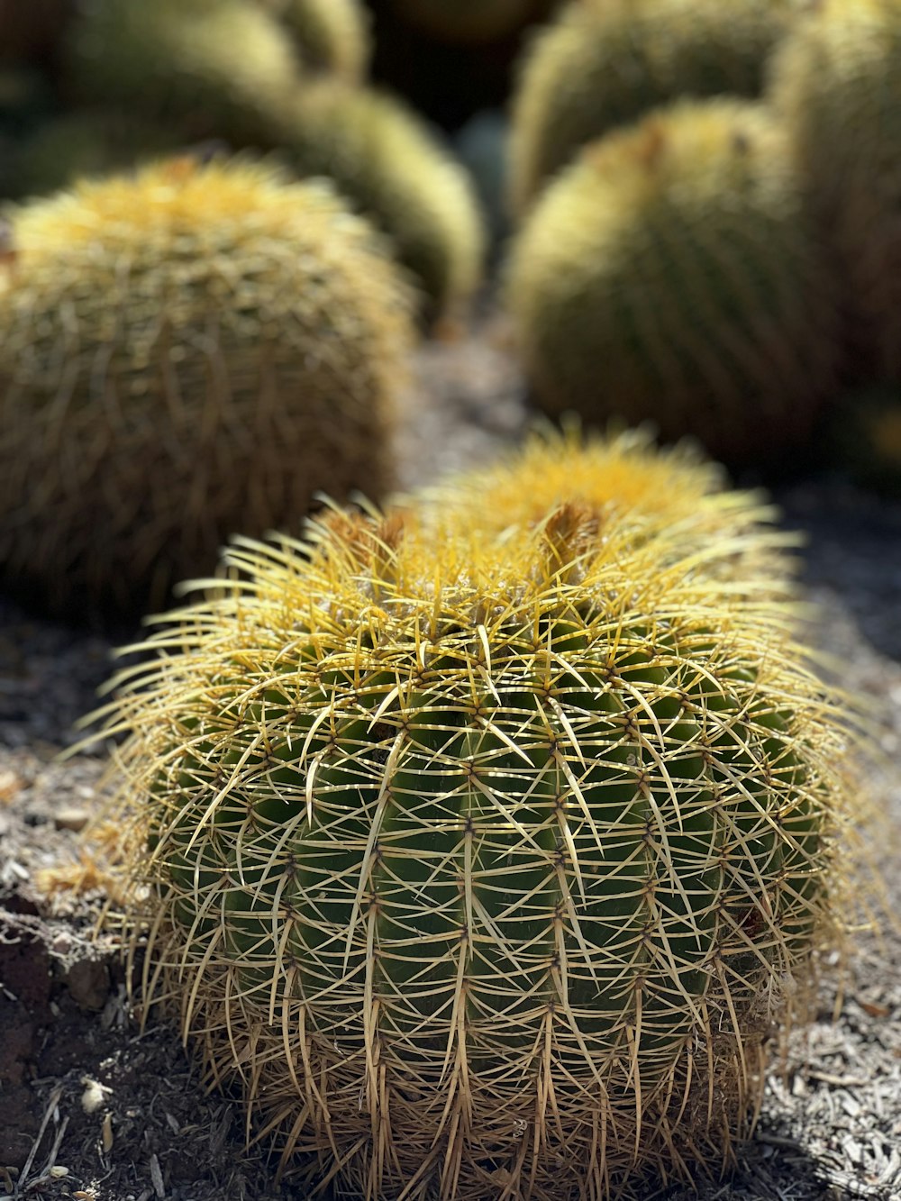 un groupe de cactus