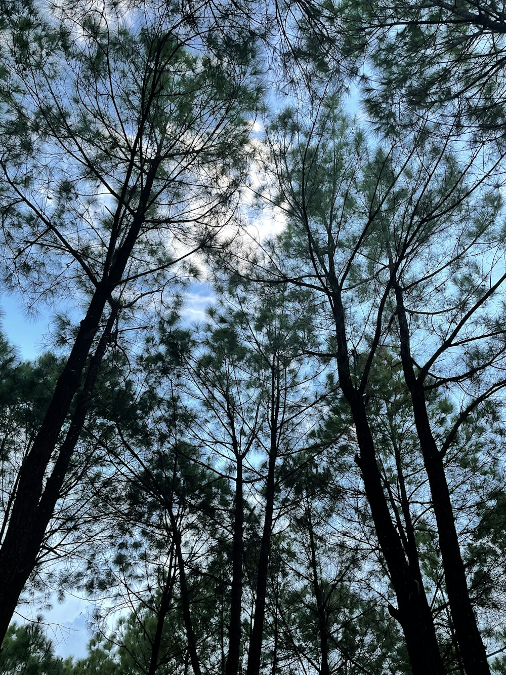 looking up at trees and blue sky