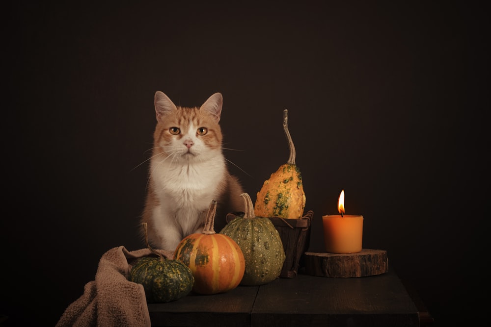 a cat sitting next to pumpkins