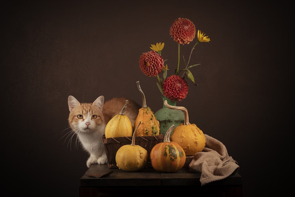 a cat sitting next to a table with pumpkins and a plant