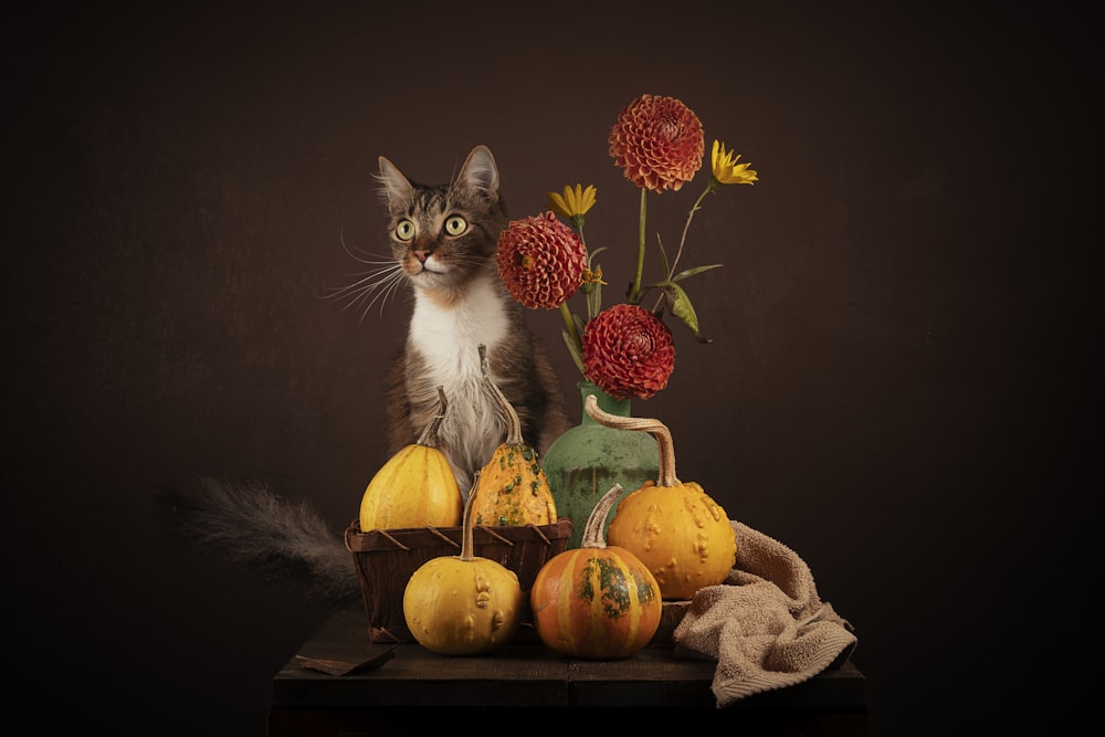 a cat sitting on a shelf with fruit and a vase of flowers