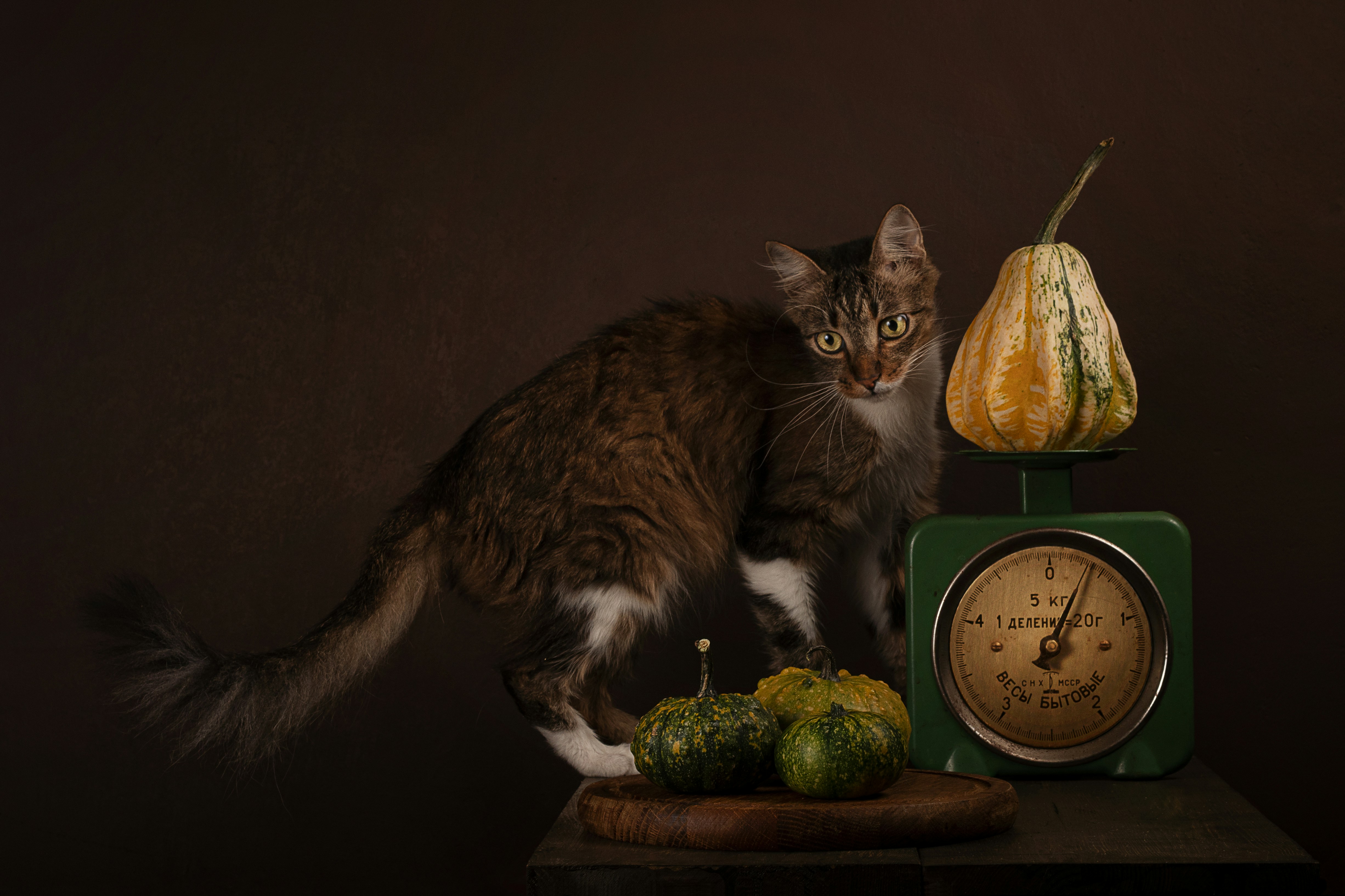 Image of a weighing scale with a kitten being weighed