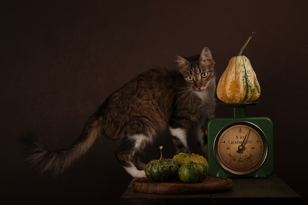 a cat sitting next to a clock
