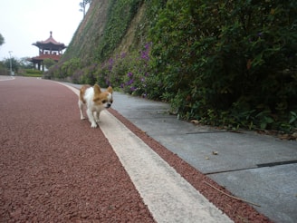 A small dog is walking along a red paved path bordered by greenery and purple flowers. In the background, there is a traditional pagoda-style structure nestled on a hillside covered with lush vegetation.