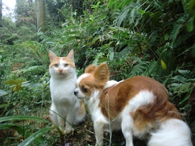 A cat with white and orange fur sits next to a small dog with brown and white fur in a lush, green forest environment. They are surrounded by dense greenery with ferns and other plants visible.