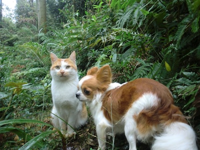A cat with white and orange fur sits next to a small dog with brown and white fur in a lush, green forest environment. They are surrounded by dense greenery with ferns and other plants visible.