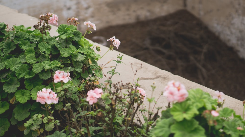 a group of pink flowers