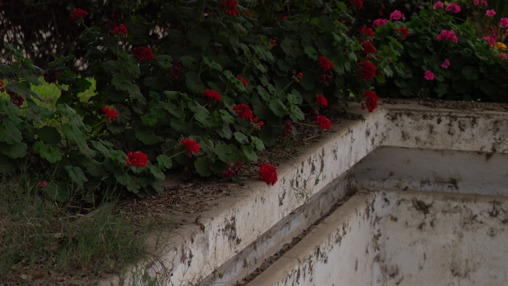 a white wall with red flowers