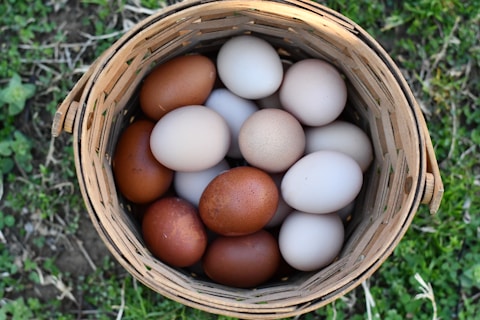 Frische Eier im Weidenkorb