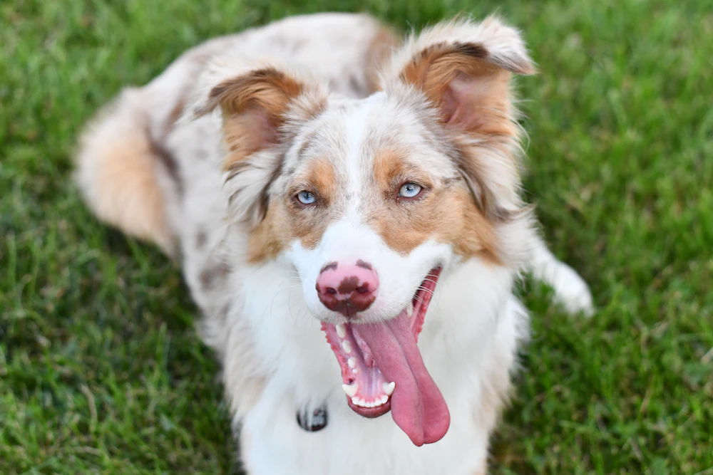 Australian Shepherd, photo 5
