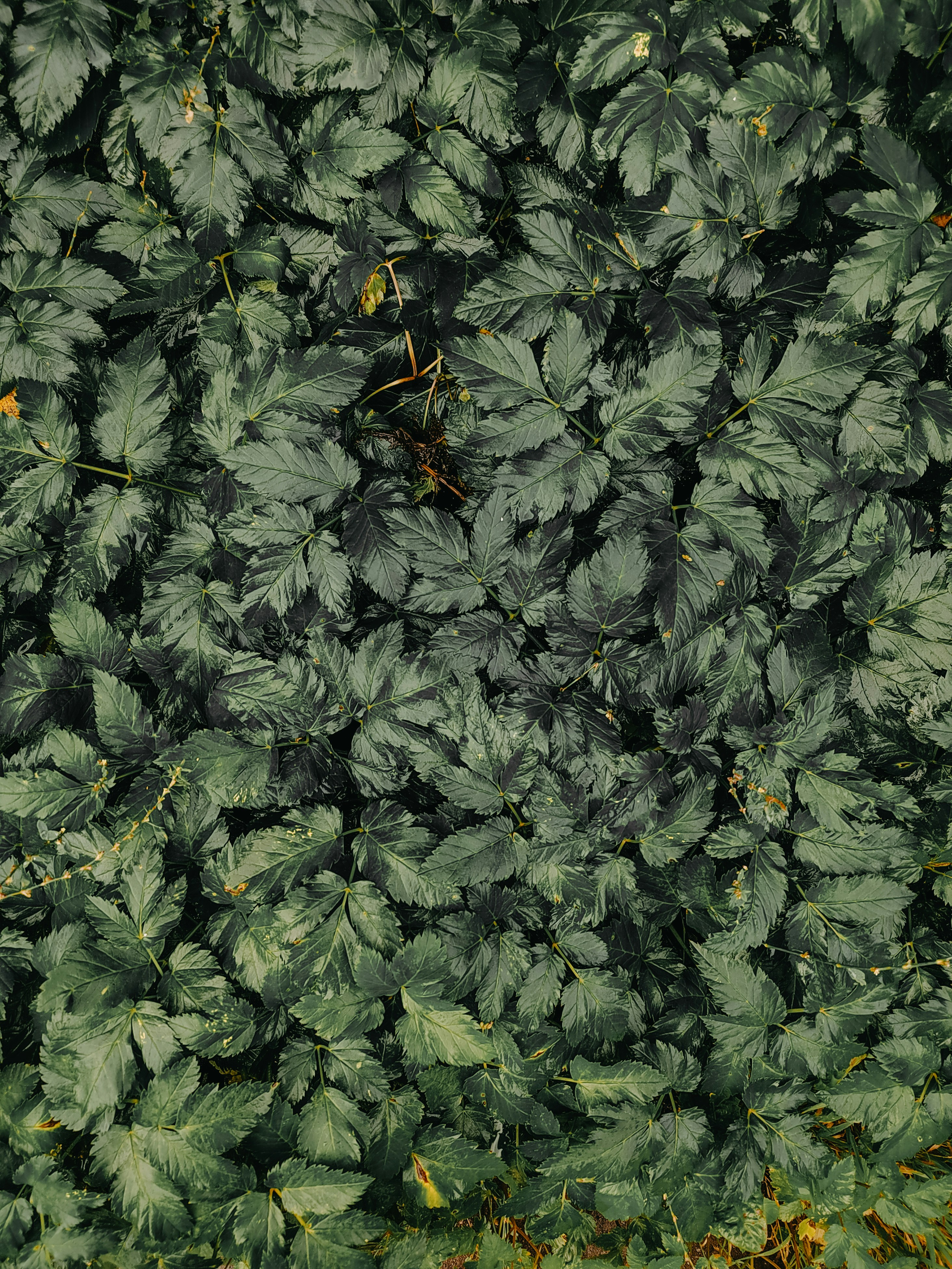 A close up of a bush photo – Free Plant Image on Unsplash