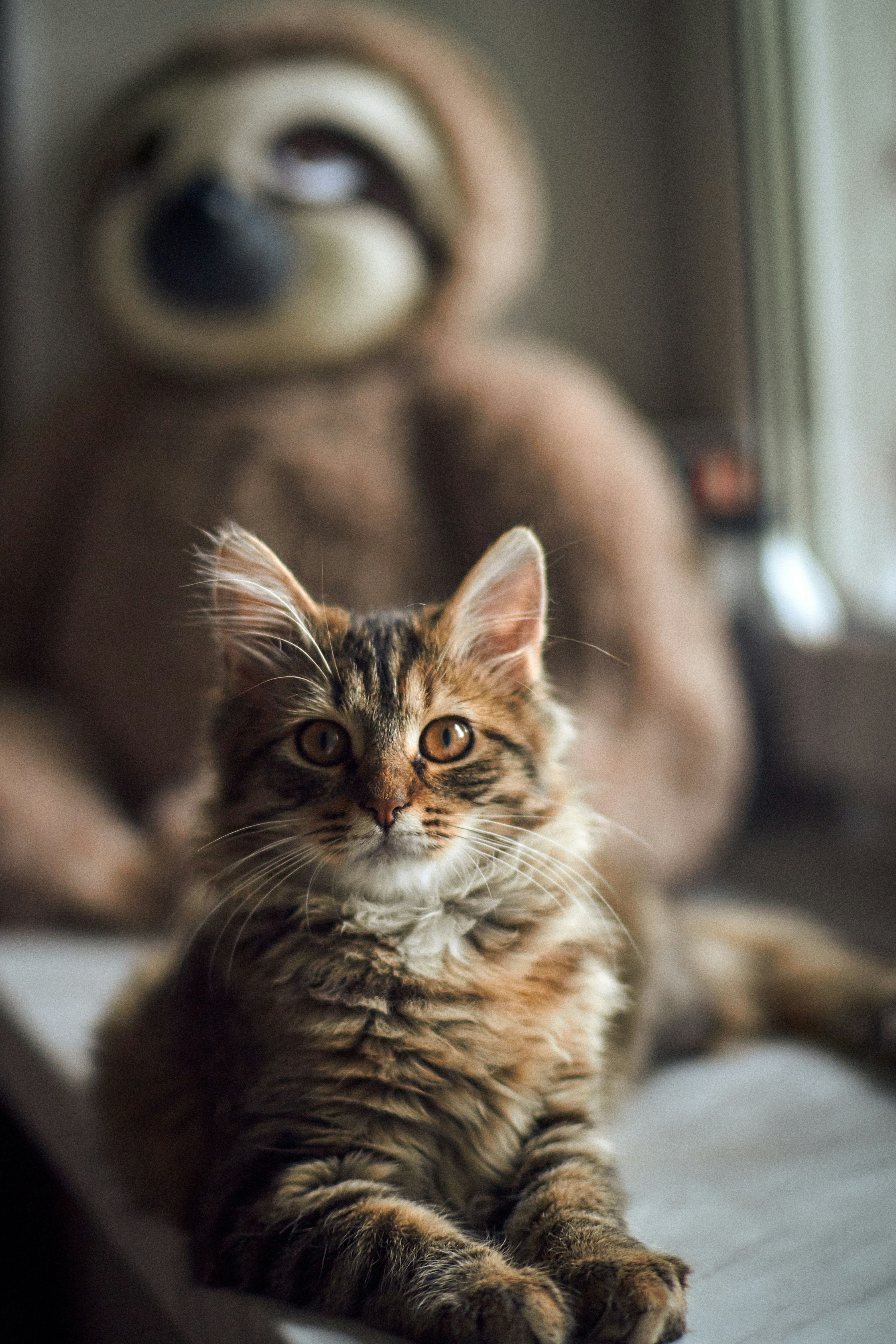 The Teddy Bear with a Warrior Heart (image credits: unsplash)