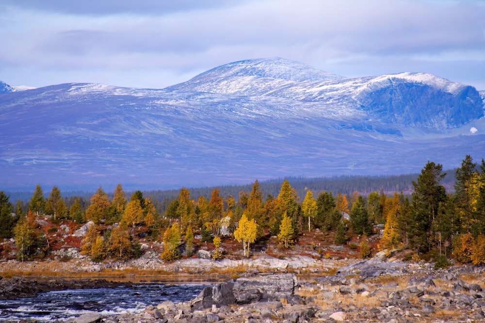 a landscape with trees and mountains in the back