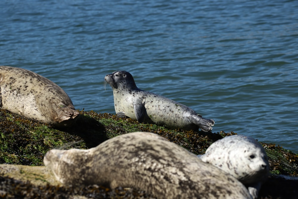 a seal on a rock by the water