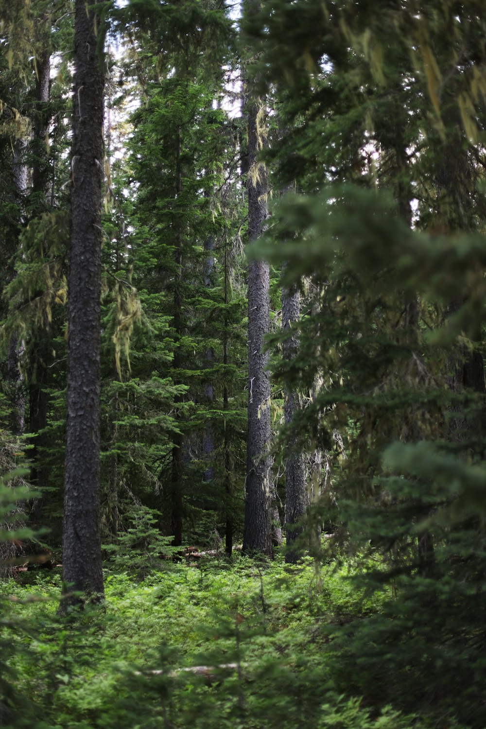 a forest of trees