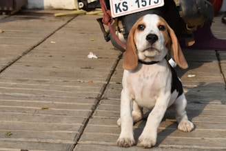 A small dog with long ears and a black and white spotted coat sits on a wooden surface, looking at the camera. The dog is near the front wheel of a motorcycle, which has a visible license plate with the numbers 'KS 1573'. There are a few leaves scattered around the wooden surface.