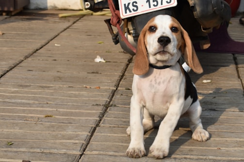 A small dog with long ears and a black and white spotted coat sits on a wooden surface, looking at the camera. The dog is near the front wheel of a motorcycle, which has a visible license plate with the numbers 'KS 1573'. There are a few leaves scattered around the wooden surface.