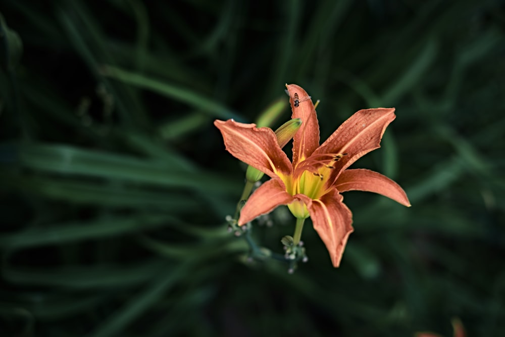 a close up of a flower