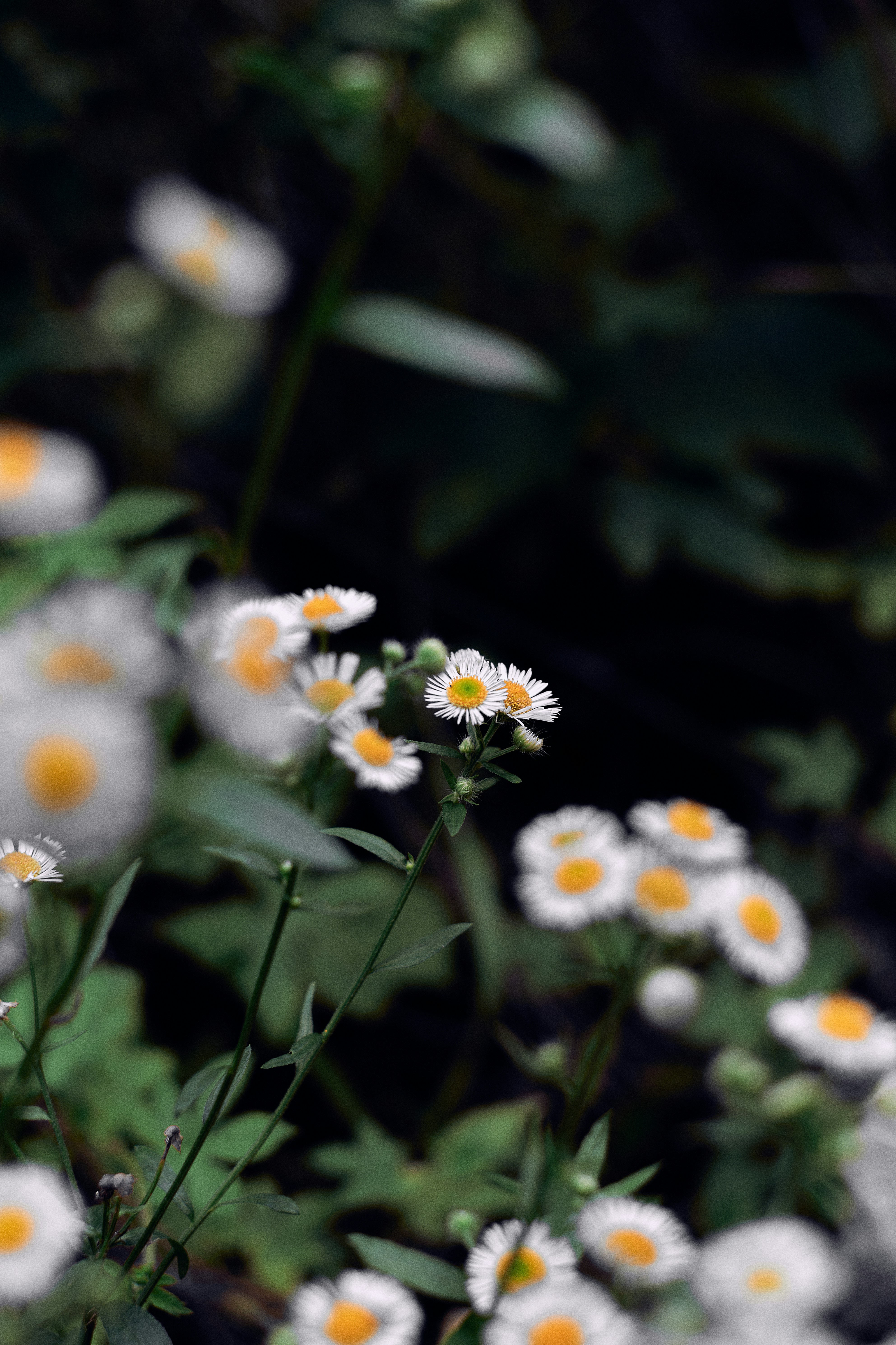 Photo by guo935809915