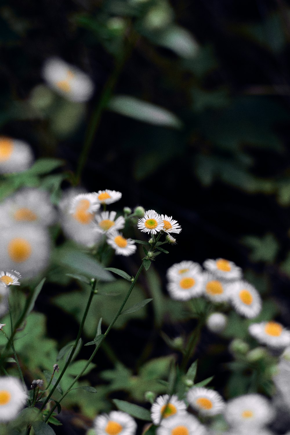 a close up of some flowers