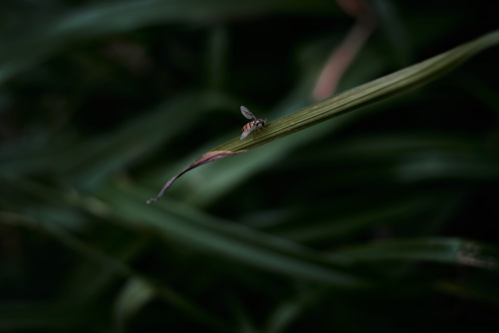 a spider on a web