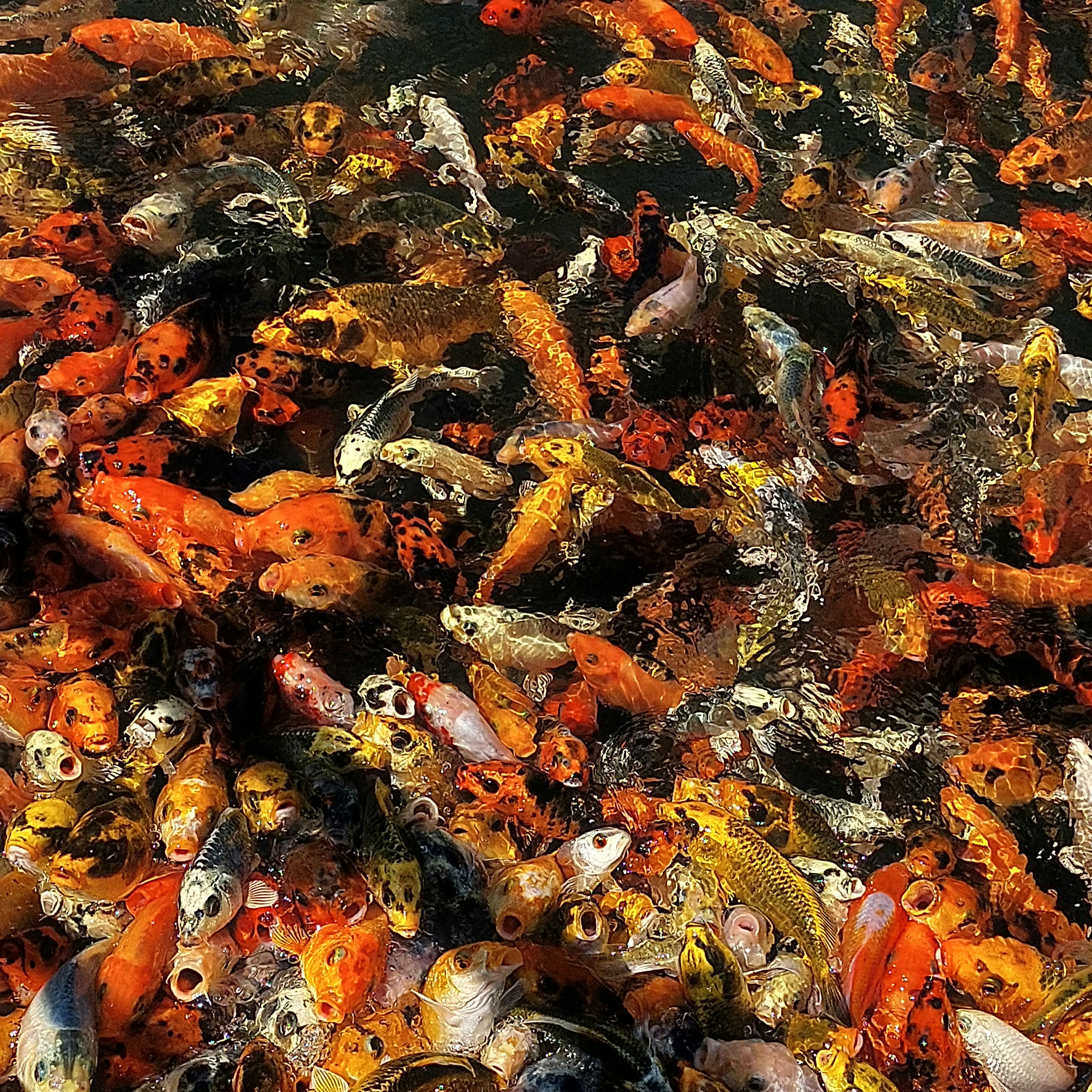 A large group of fish swimming photo – Free Fish Image on Unsplash