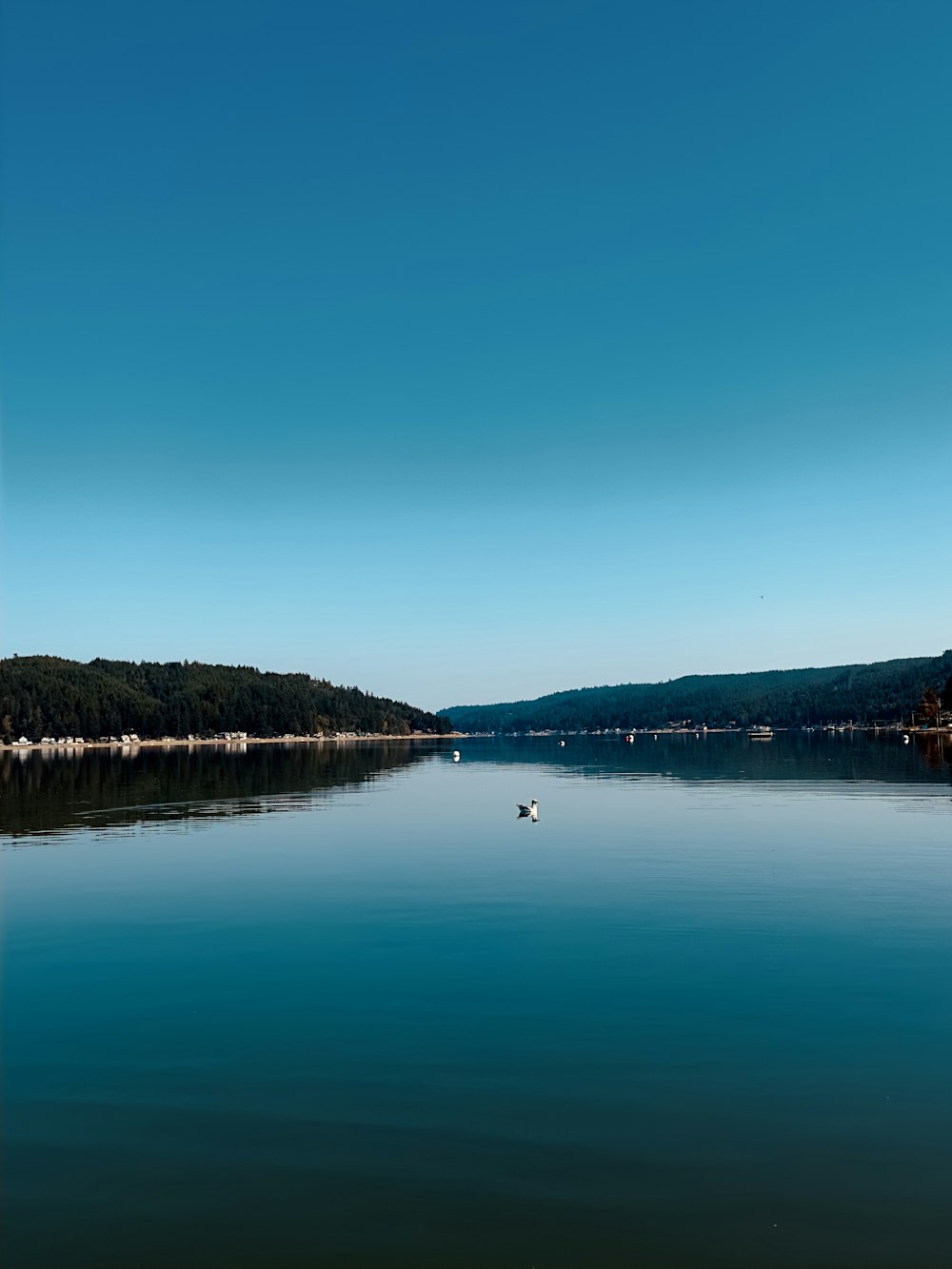 a body of water with trees and a bird in it